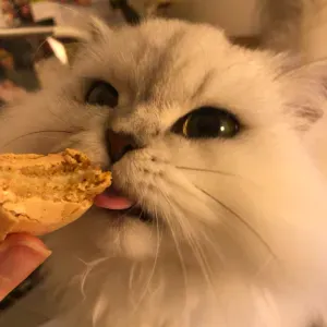 Pet-Sitter attentionnée et expérimentée à Paris