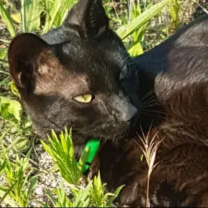 Baby-sitting dispo a montpellier 