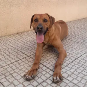 Oferta de emprego para petsitter em Sesimbra