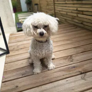 Pet sitter a Maurepas Elancourt Coignières 