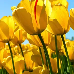 Looking for a cleaner in Eindhoven