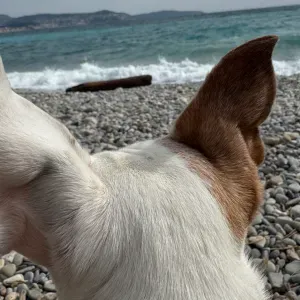 Dog sitter sur Nice ! Disponible!