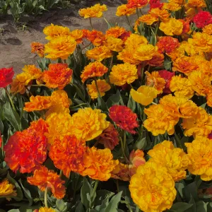 Trusted Home Cleaner in Ghent!