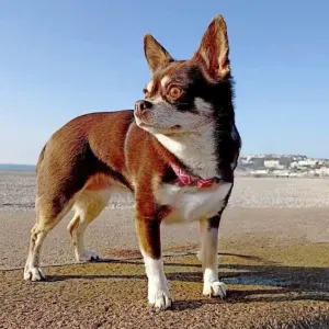 Pet-sitter chien/chat/ NAC au Havre