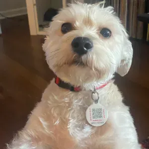 Looking for a dog sitter in Porto 