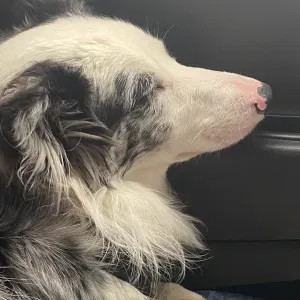 Pet-Sitter dans la ville d'Angoulême 