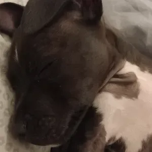 Pet-sitter sur Avignon lea et vos toutout !