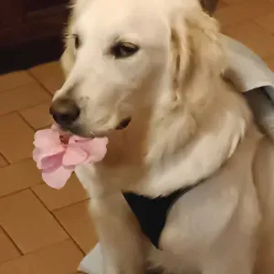 Pet-Sitter à Montigny le Bretonneux 