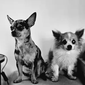 Dog sitting Justine à ans, liège et les alentours 