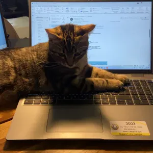 Recherche d'un cat-sitter