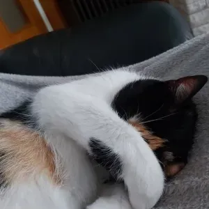 Recherche Baby-sitter