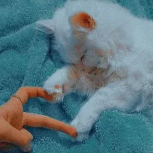 Pet-sitter en suisse-schweiz 🇨🇭 