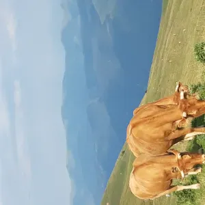 Prendre soin de vos petites bêtes