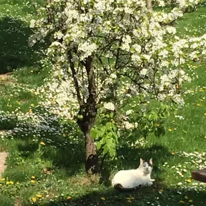 Pet-Sitter sur Paris motivée et passionnée 