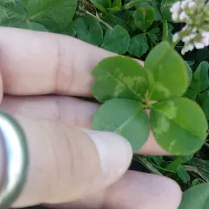 Cercasi servizio di pulizie