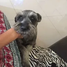 Baby-sitter expérimentée sur Nice