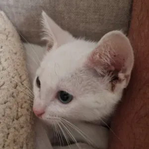 Procura-se uma empregada 