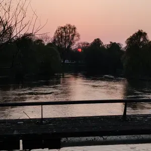 Pet-sitter, chiens et chats, promenades