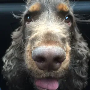 à la recherche d'un peter setter pour plusieurs périodes