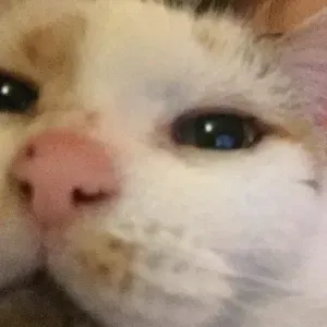 Marine Pet Sitter un peu partout en Europe !