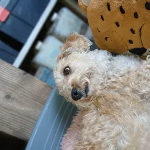 Promenade de chiens ou visite a Wormhout 