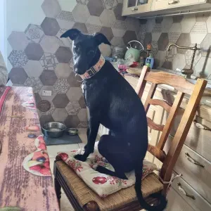 Cerco badante vicino a me