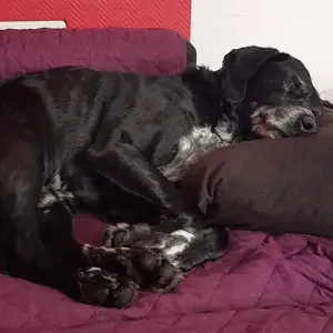 Pet Sitter à cadillac et au alentours