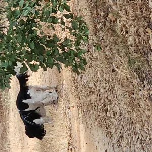 Procura-se petsitter