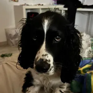 Baladeuse de toutous Près de Toulouse !