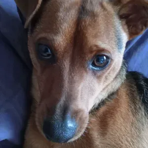 Nounou expérimentée dans les Yvelines.