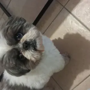 Aide a domicile / auxiliaire de vie