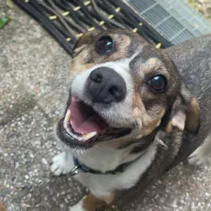 Offerta di lavoro per petsitter a Sant'Ambrogio di Valpol...