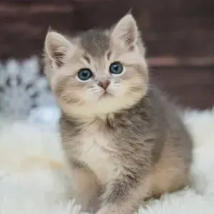 Femme de ménage et entretien général. 