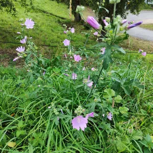 Aide à domicile/Auxiliaire de vie 