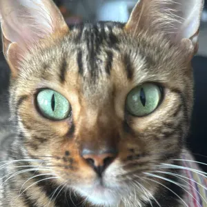 Pour aide aux aînés sur temps libre BXL et périphérie 