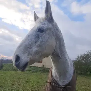 Pet-sitter à Limoges, aixe sur vienne ou autres alentours