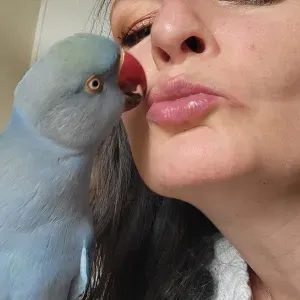 Petsitter passionnée par les Nac