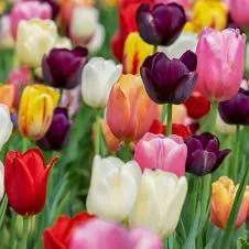 Cours de soutien à distance