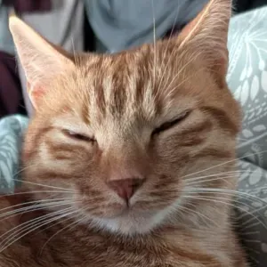 Service pour Visites/Repas de chat