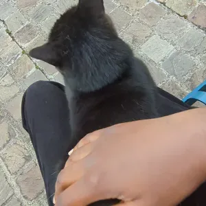 Pet sitter proche de Cergy Pontoise 