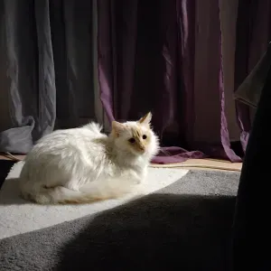 Garde de chat et promenade de chien