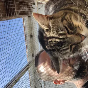 pet sitting paris et region de paris