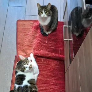 Dog sitter / cat sitter a Milano 