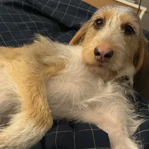 Cloe 18 ans Pet-sitter à Montreuil 