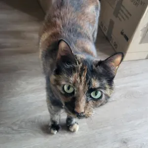 Recherche un pet sitter pour les vacances / 2 chats