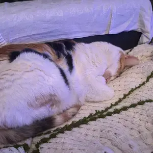 Aide à domicile pour vos aînées 