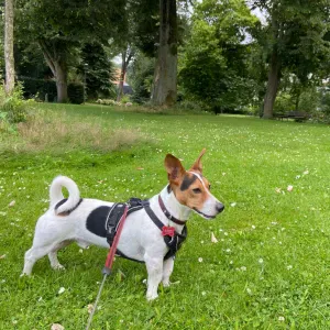 Poste pour un(e) dog-sitter - Petsitter à Andenne