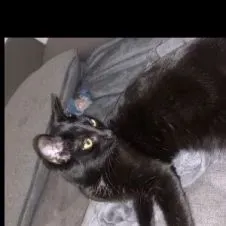 Garde d'enfant a proximité du Plessis robinson