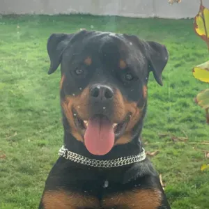 Garde a domicile pour Ramsès 