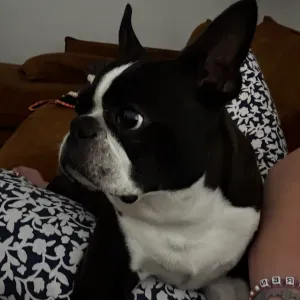 Looking for a pet sitter! 